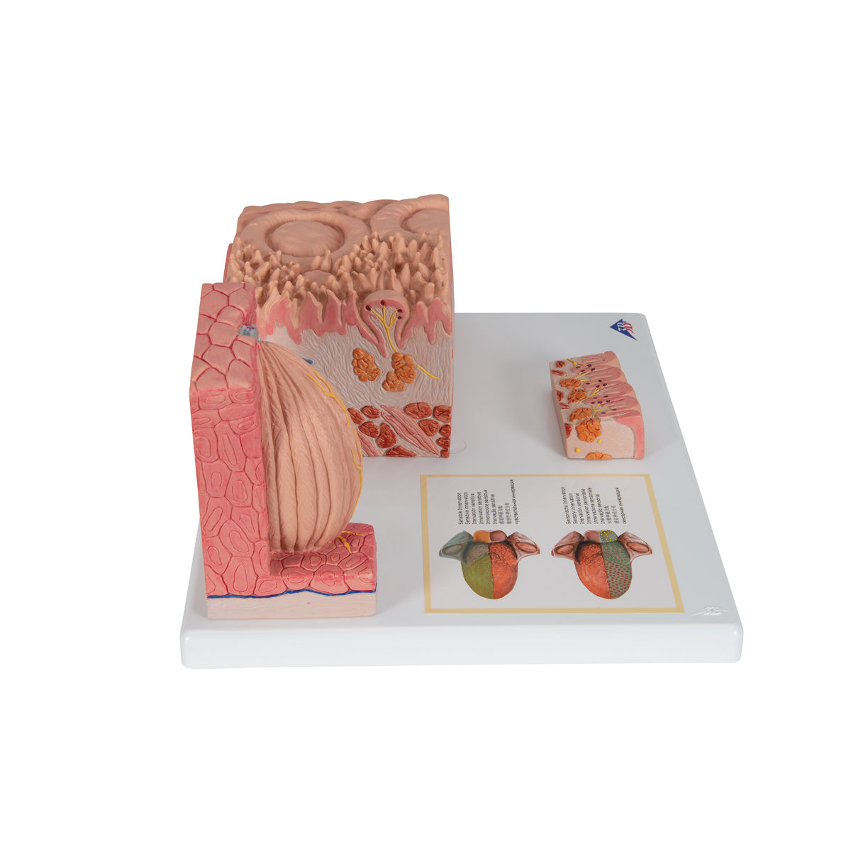 3B MICROanatomy Human Tongue Model