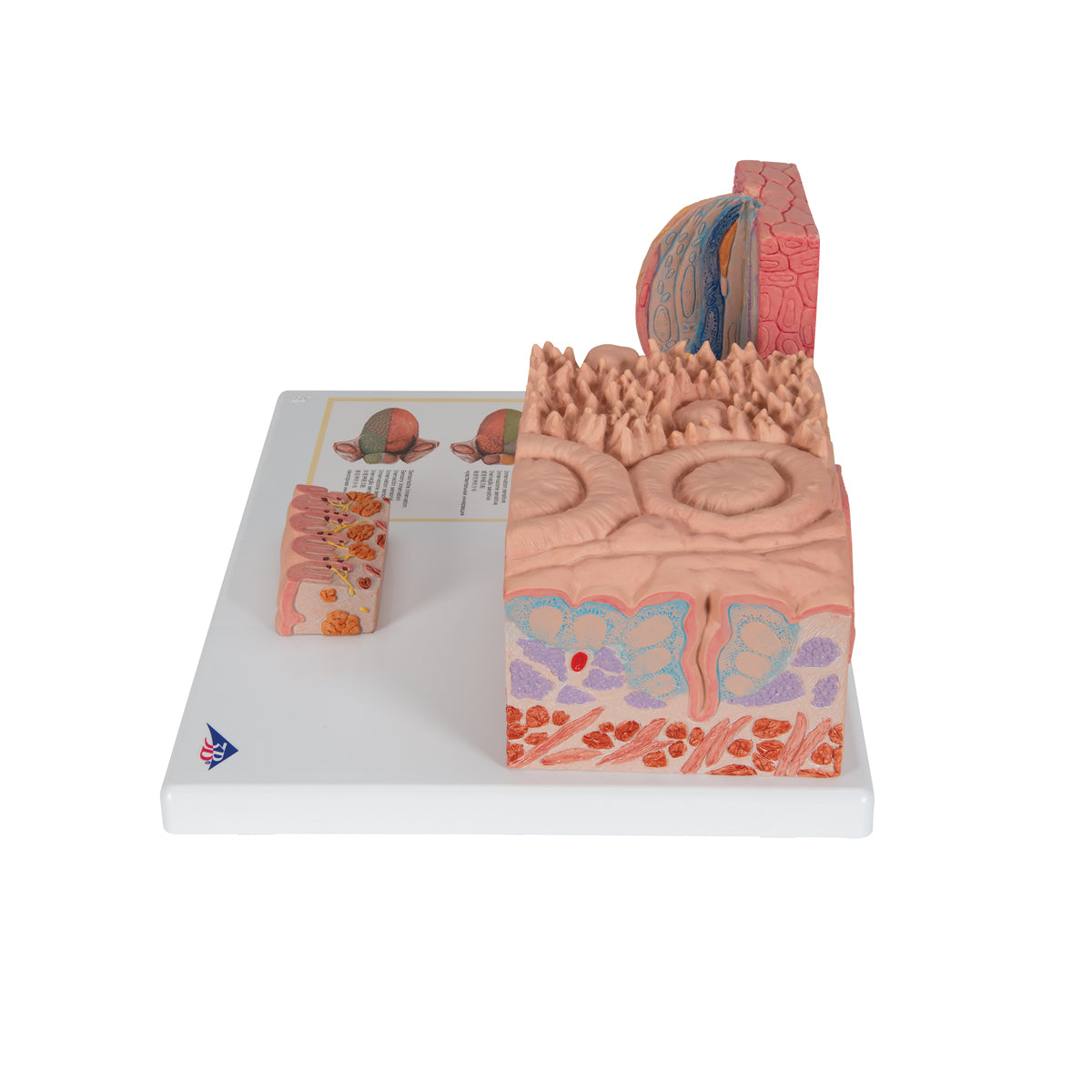 3B MICROanatomy Human Tongue Model