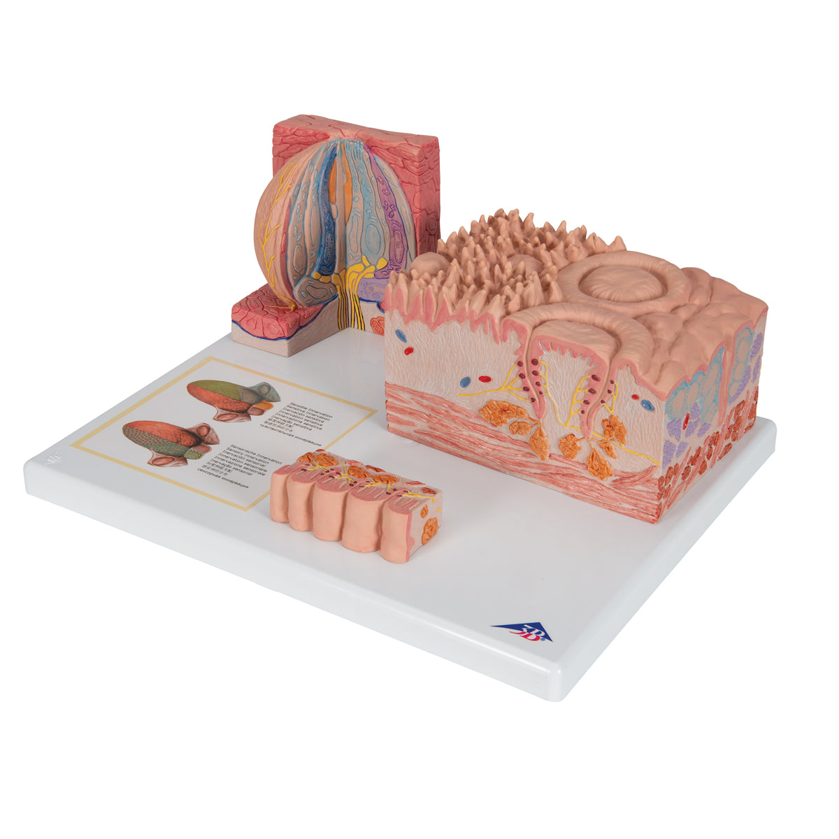 3B MICROanatomy Human Tongue Model
