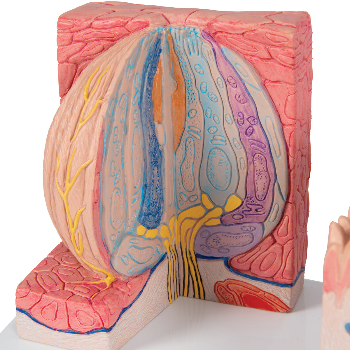 3B MICROanatomy Human Tongue Model