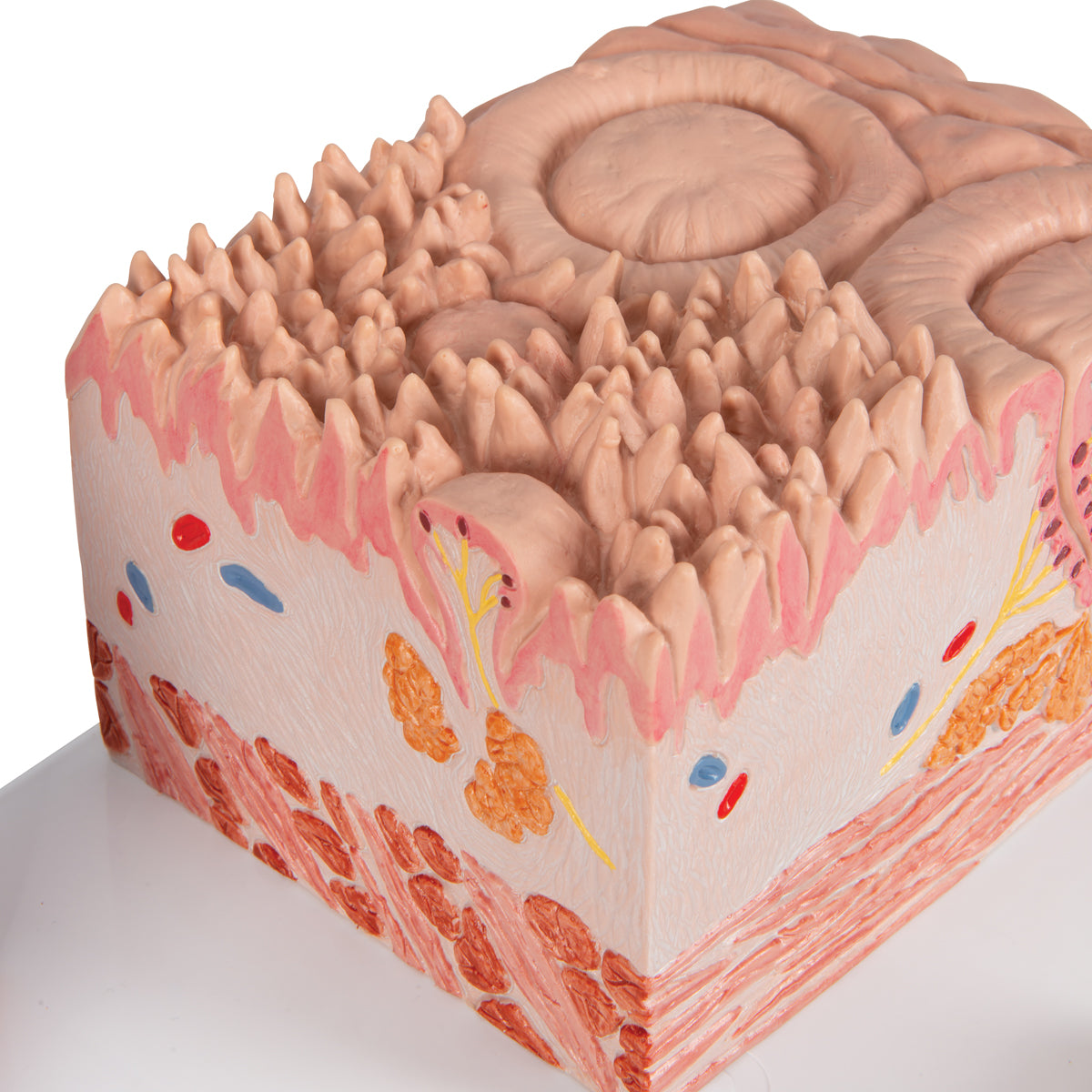 3B MICROanatomy Human Tongue Model