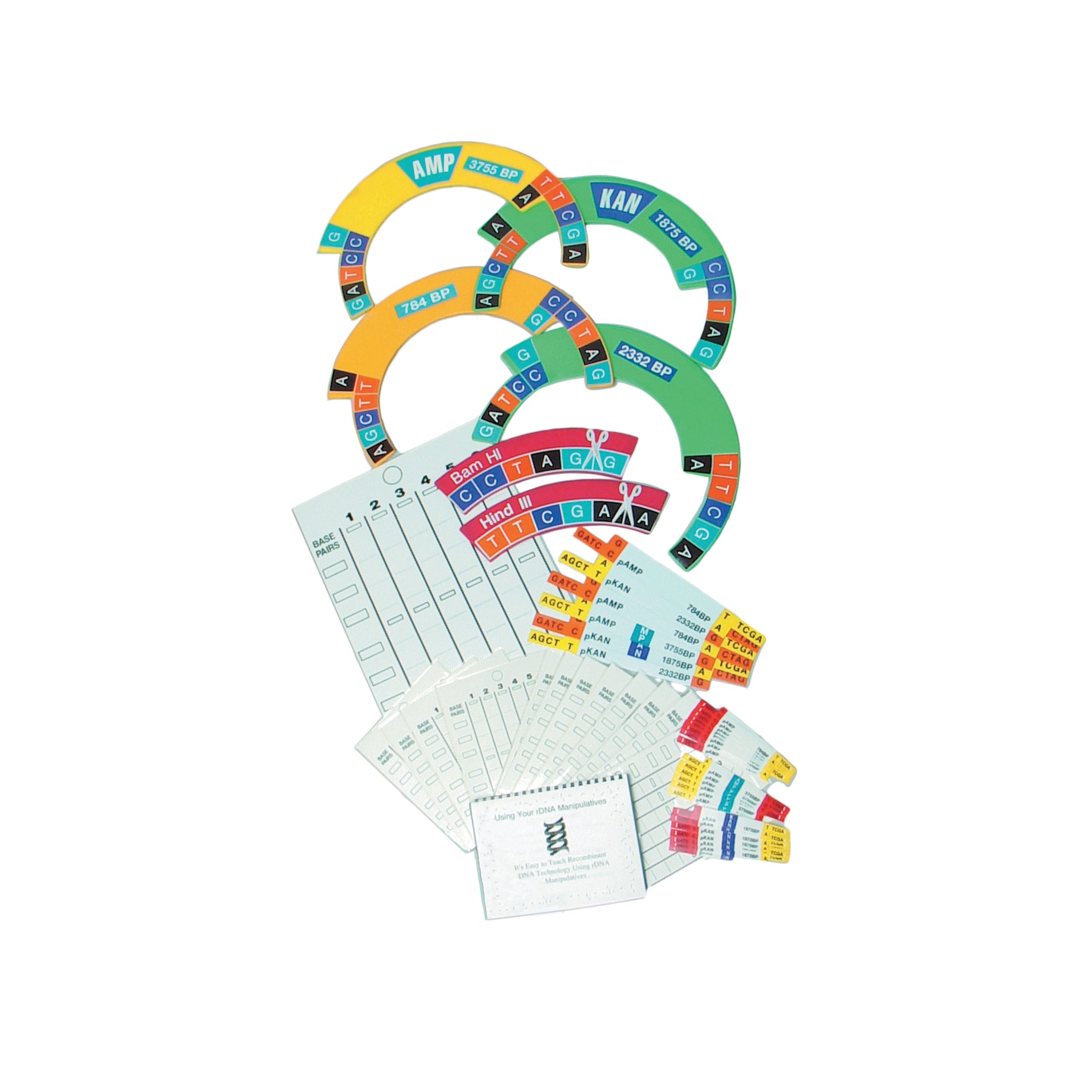 United Scientific® DNA Manipulatives Kit