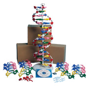 United Scientific® Dna Model Kit With Four Models And Cd