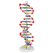 United Scientific® DNA Model, Pre-Assembled