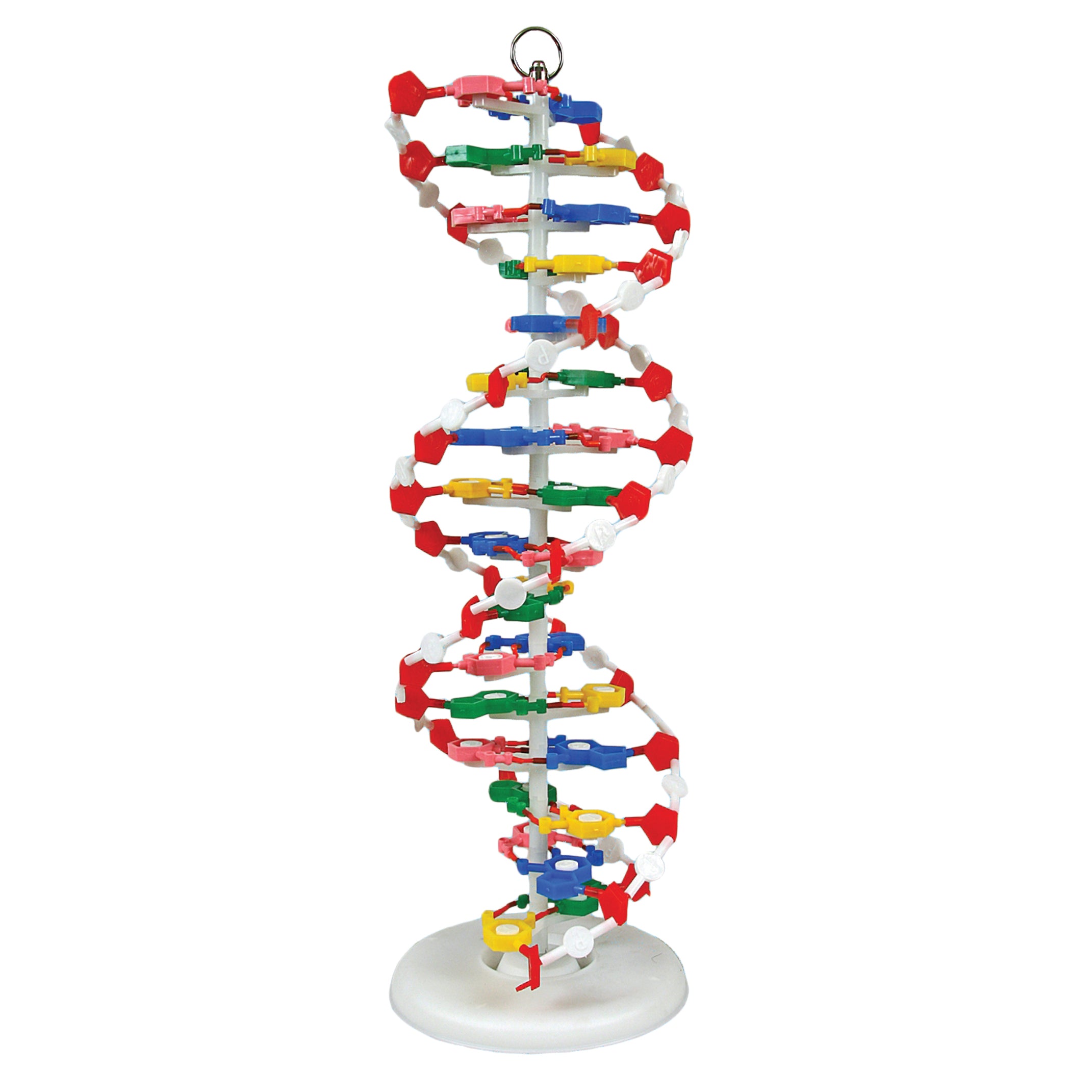United Scientific® DNA Model, Pre-Assembled