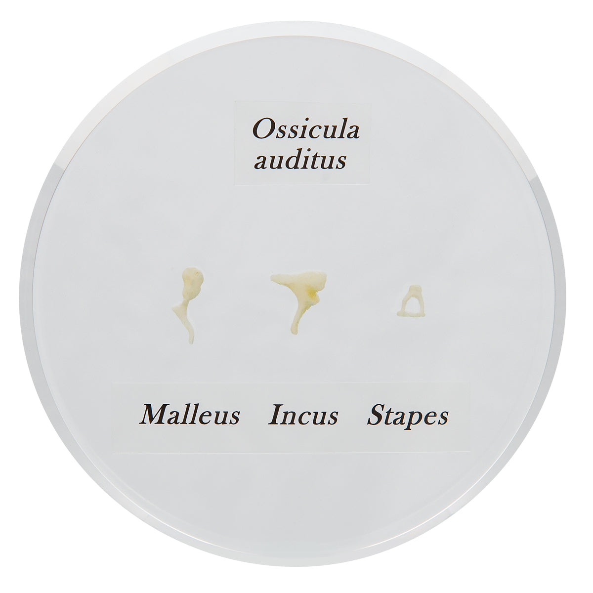 Ossicle Model - Life size