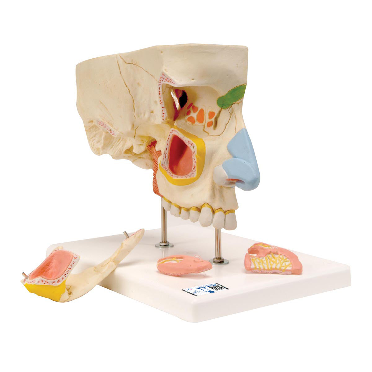 Human Nose Model with Paranasal Sinuses, 5 part