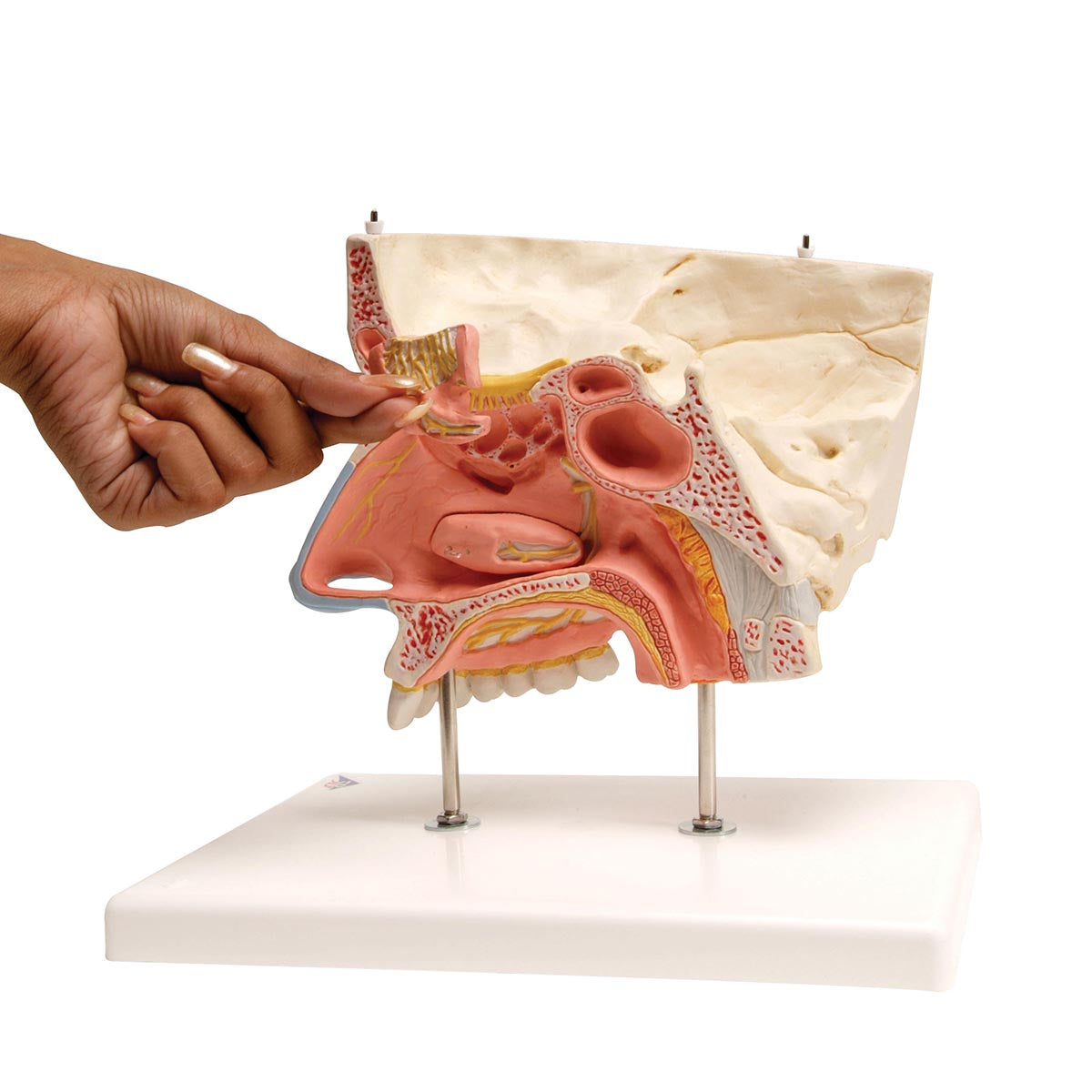 Human Nose Model with Paranasal Sinuses, 5 part