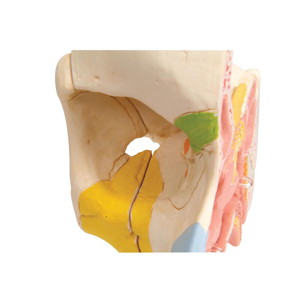 Human Nose Model with Paranasal Sinuses, 5 part