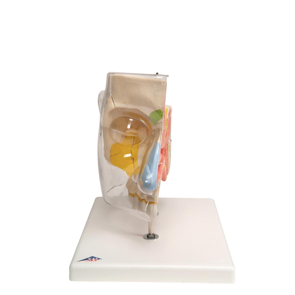 Human Nose Model with Paranasal Sinuses, 5 part
