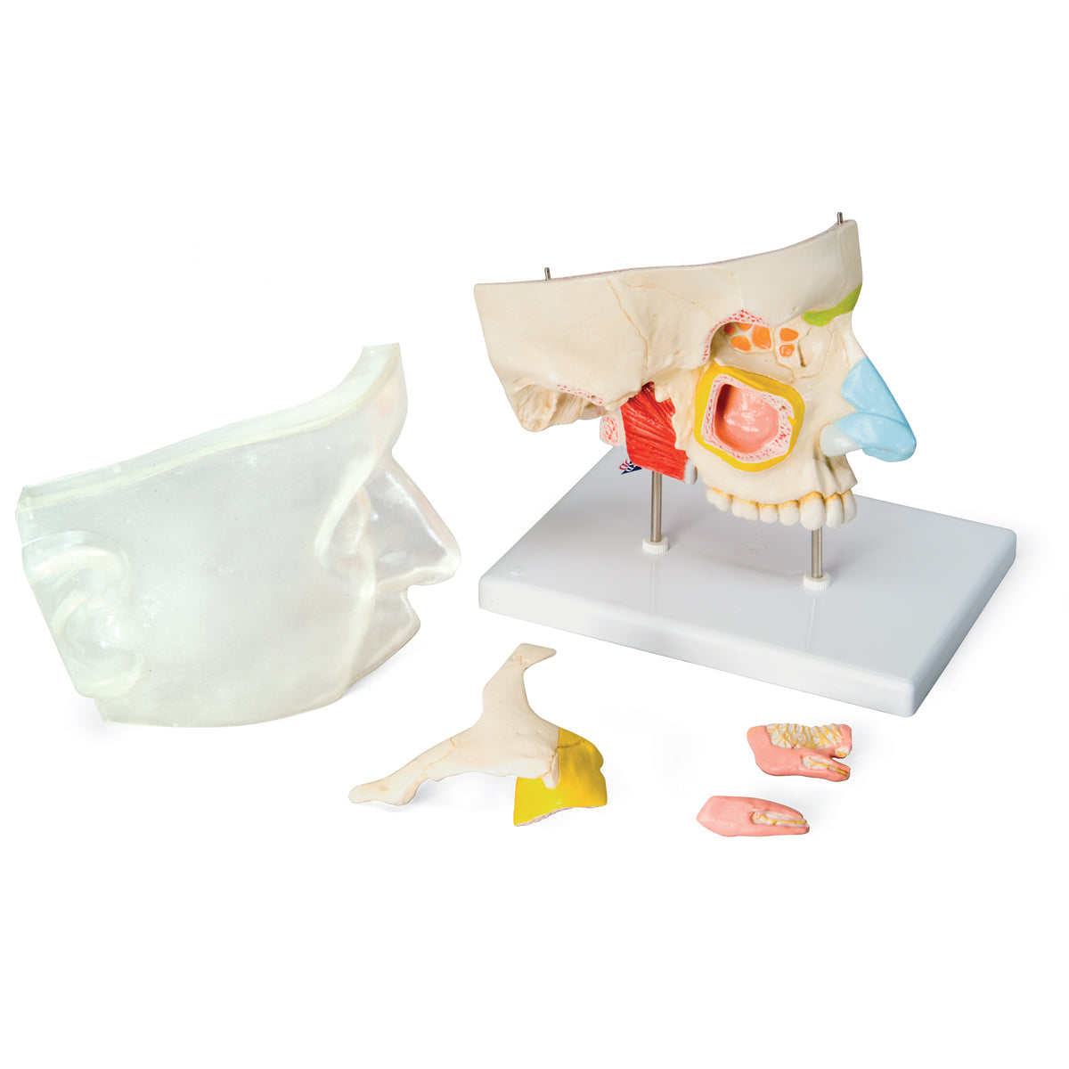 Human Nose Model with Paranasal Sinuses, 5 part