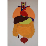 Organs Puzzles - 27.56" x 13.6" x 4 mm
