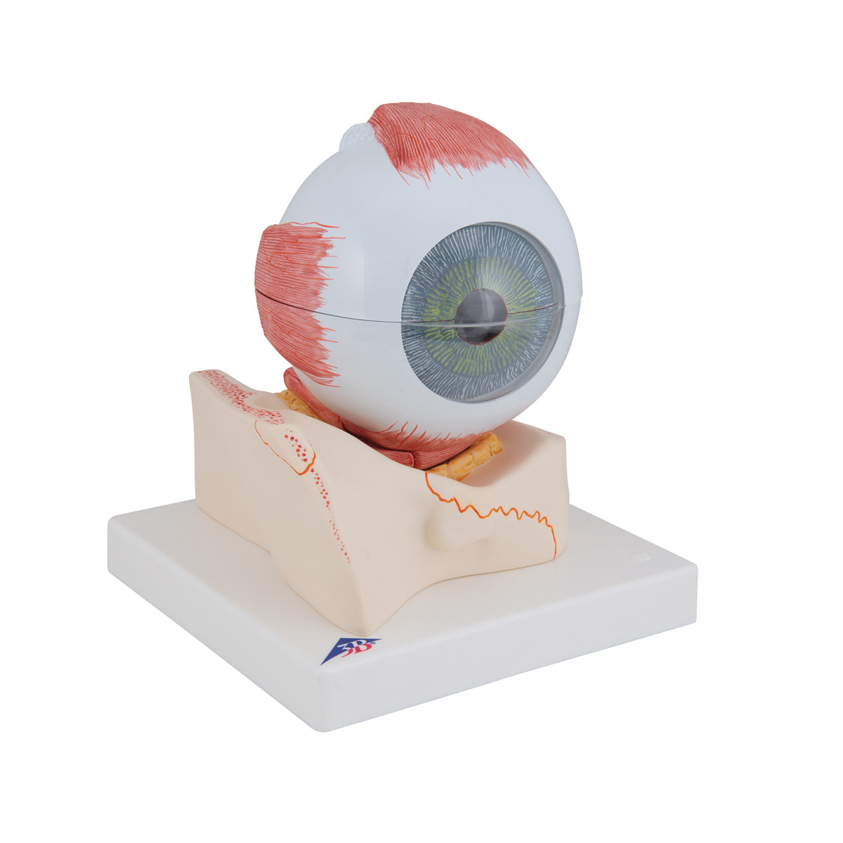 Human Eye Model, 5 times Full-Size, 7 part