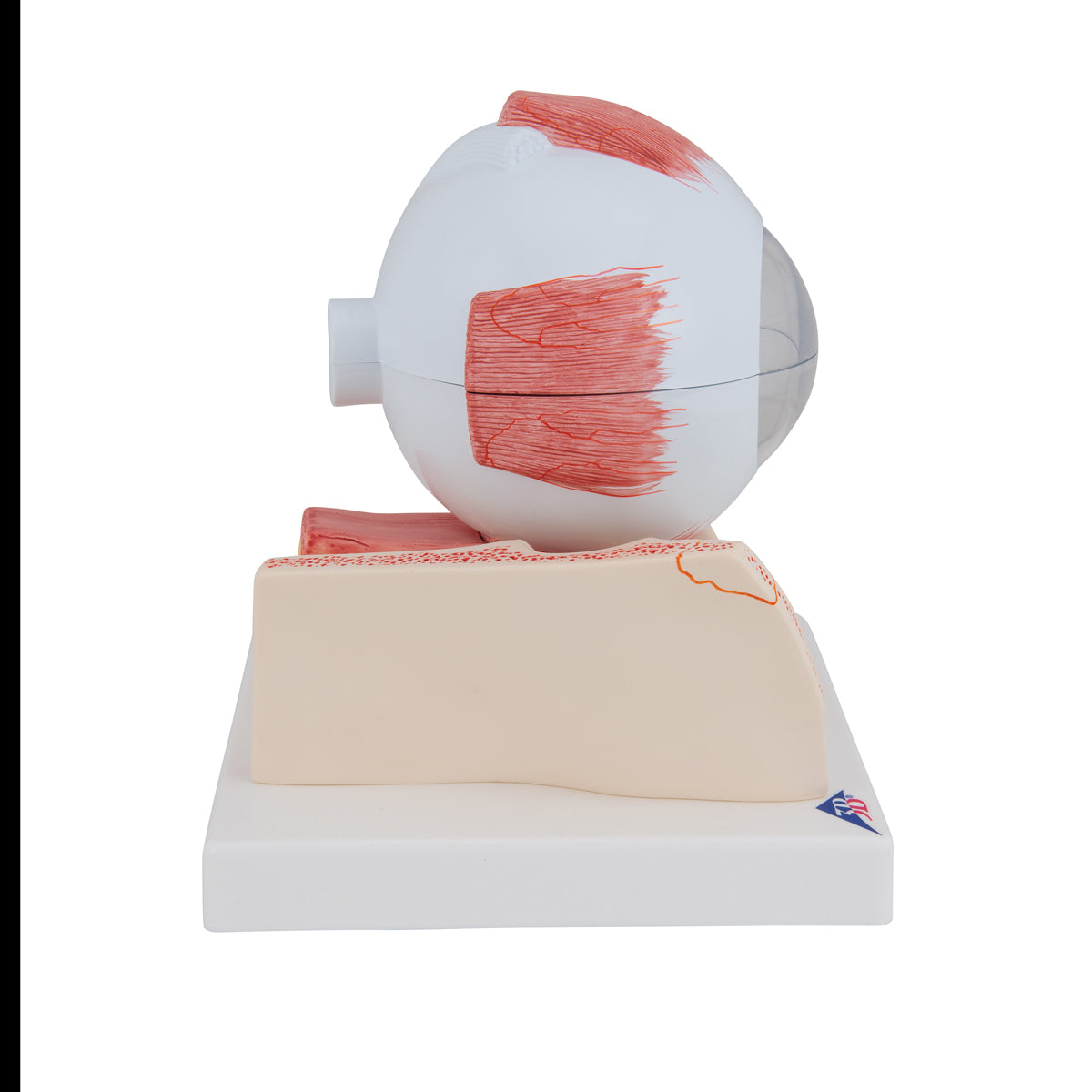 Human Eye Model, 5 times Full-Size, 7 part