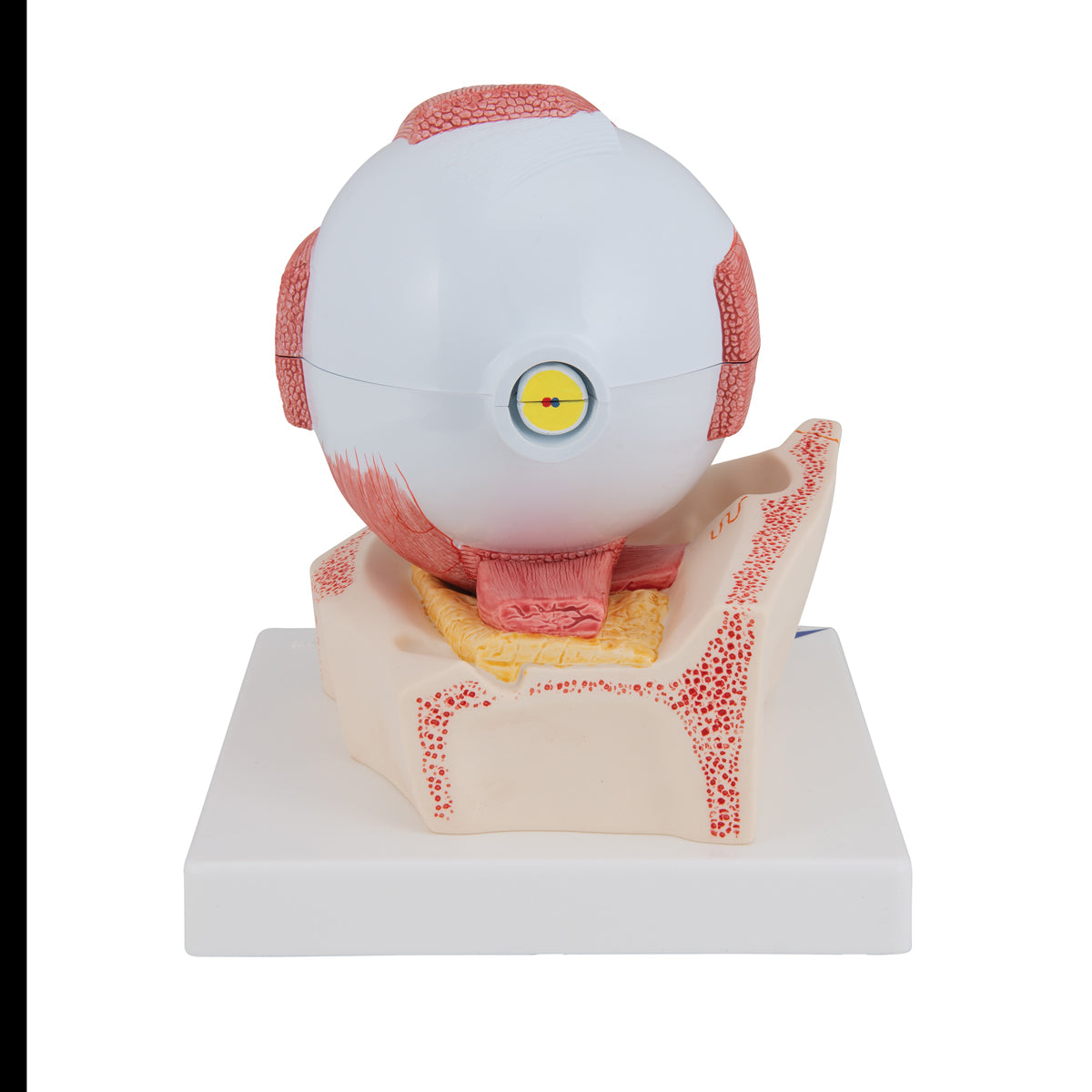 Human Eye Model, 5 times Full-Size, 7 part