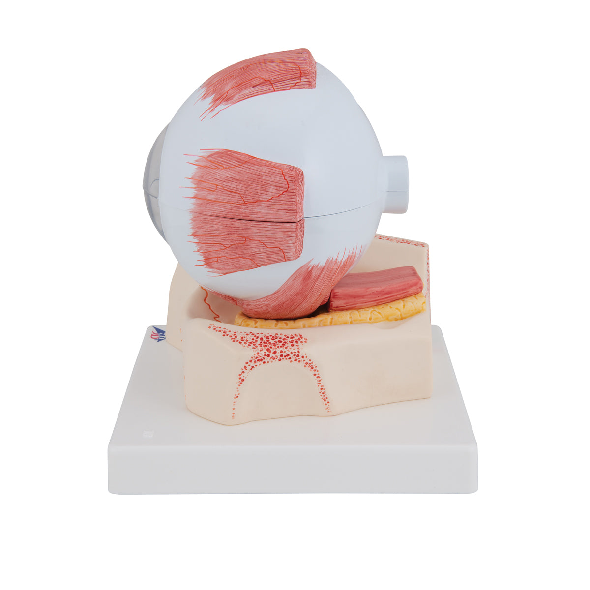 Human Eye Model, 5 times Full-Size, 7 part