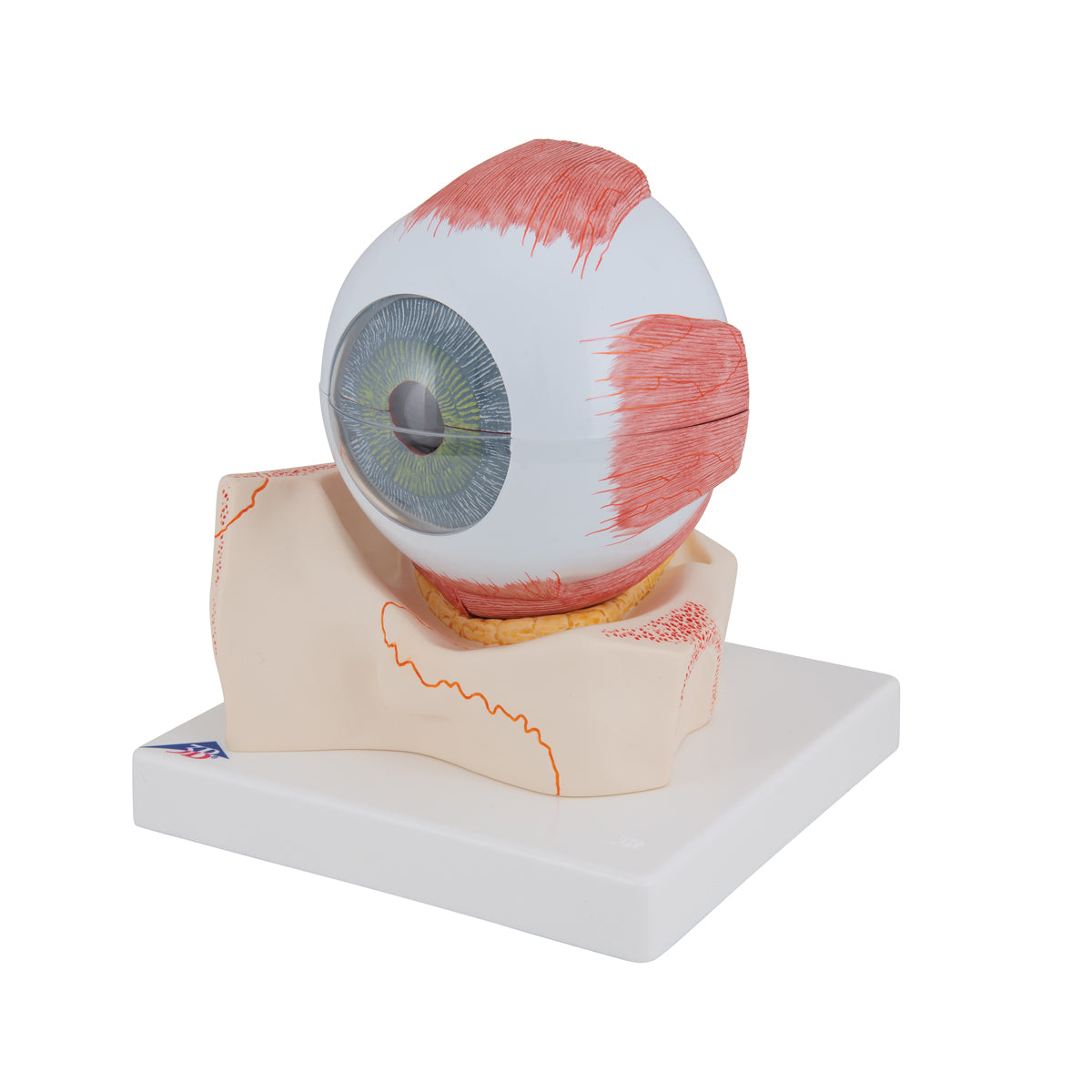 Human Eye Model, 5 times Full-Size, 7 part