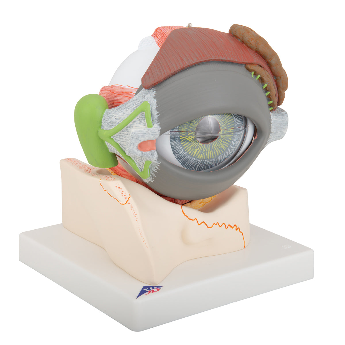 Human Eye Model, 5 times full-size, 8 part