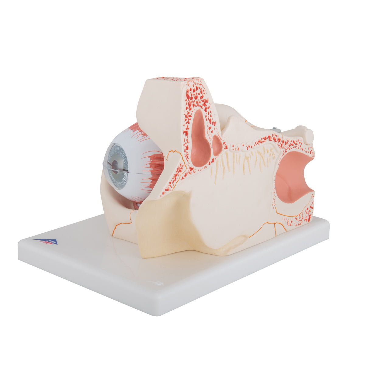 Human Eye Model, 3 times Full-Size, 7 part