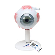 Human Eye Model,
3 times Full-Size, 6 part