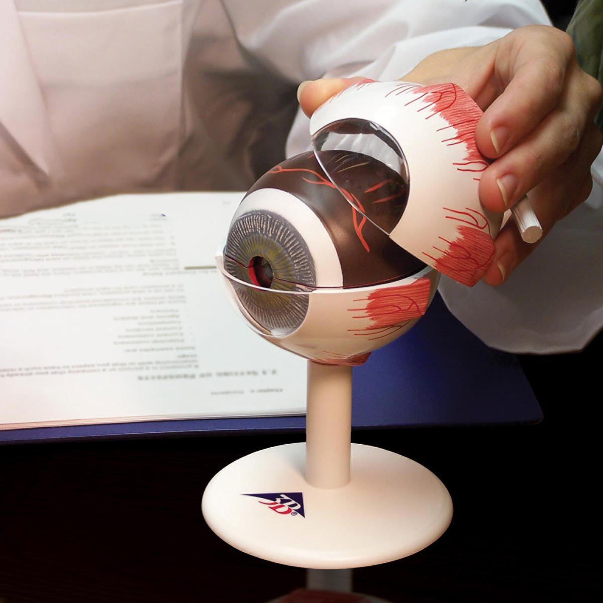 Human Eye Model,
3 times Full-Size, 6 part