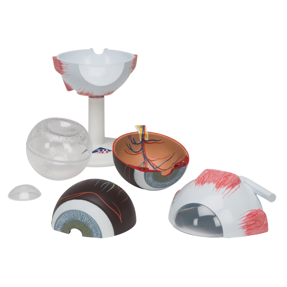 Human Eye Model,
3 times Full-Size, 6 part