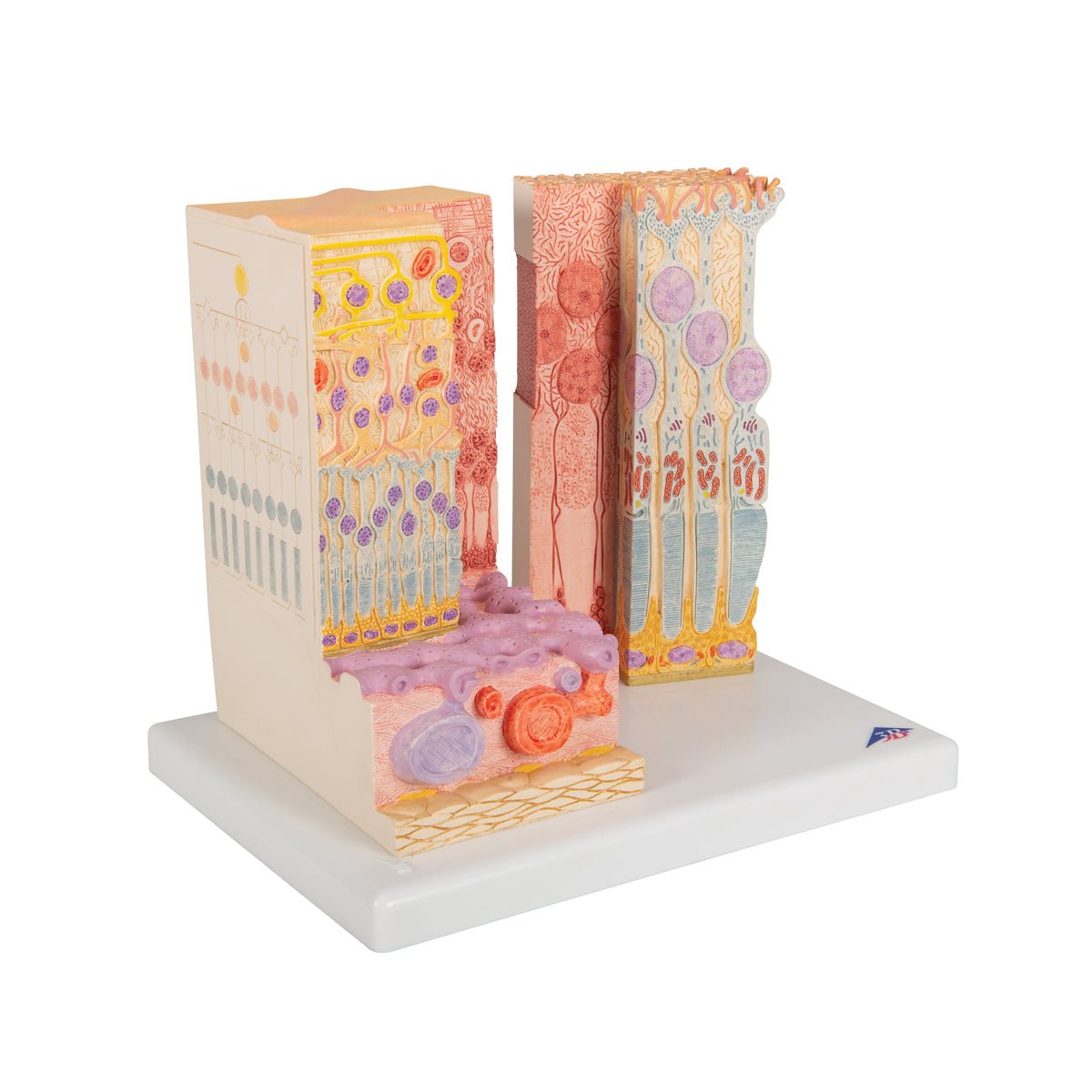 3B MICROanatomy Human Eye Model