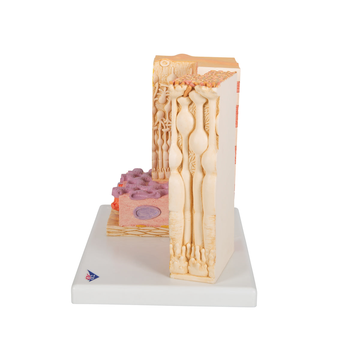 3B MICROanatomy Human Eye Model