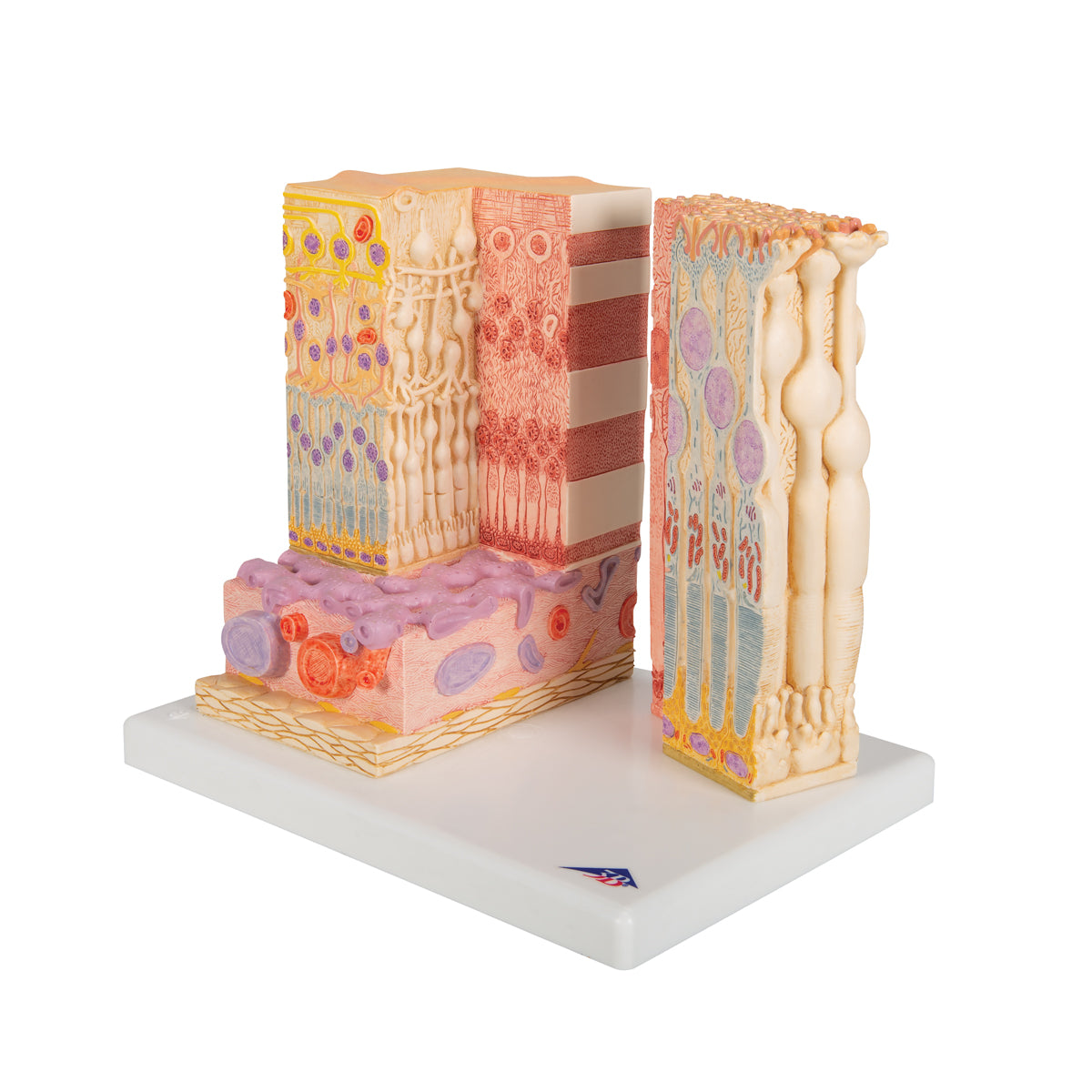 3B MICROanatomy Human Eye Model