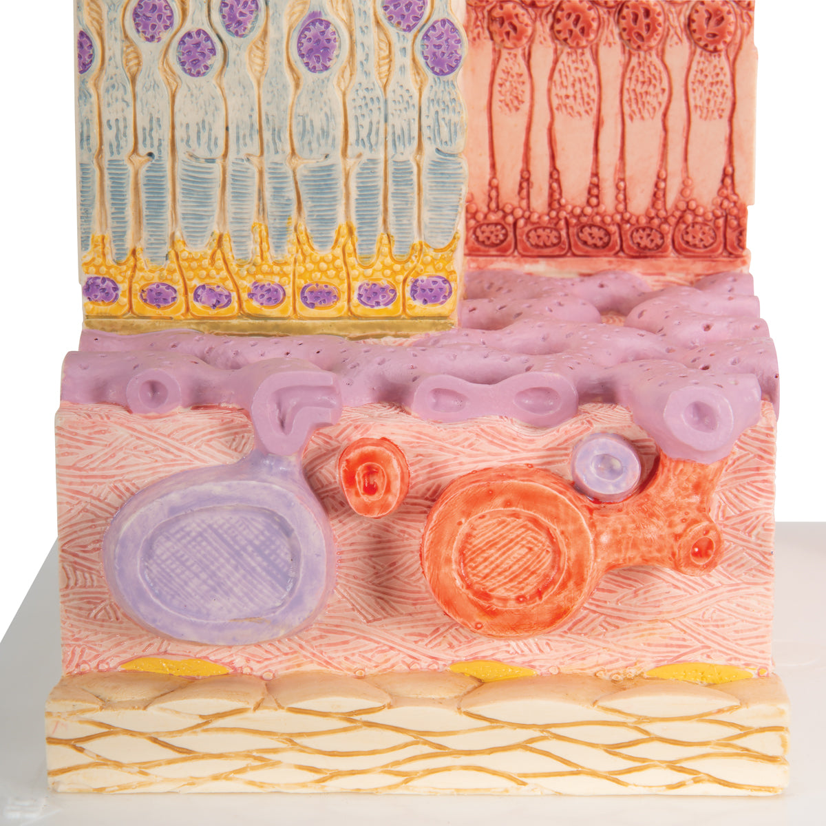 3B MICROanatomy Human Eye Model