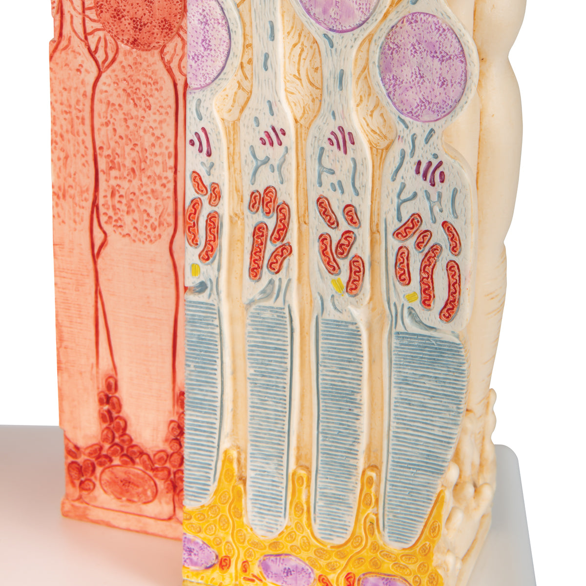 3B MICROanatomy Human Eye Model