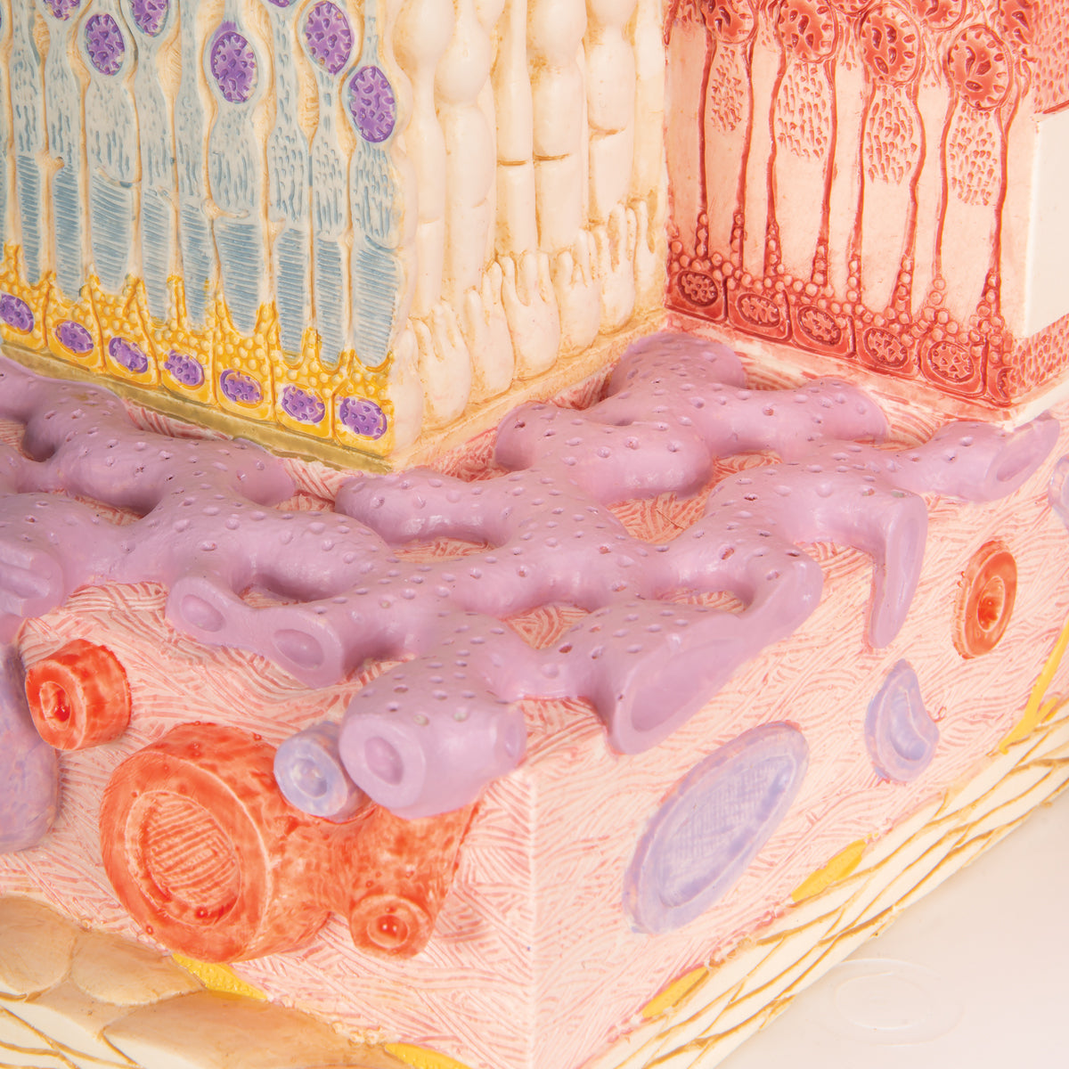 3B MICROanatomy Human Eye Model