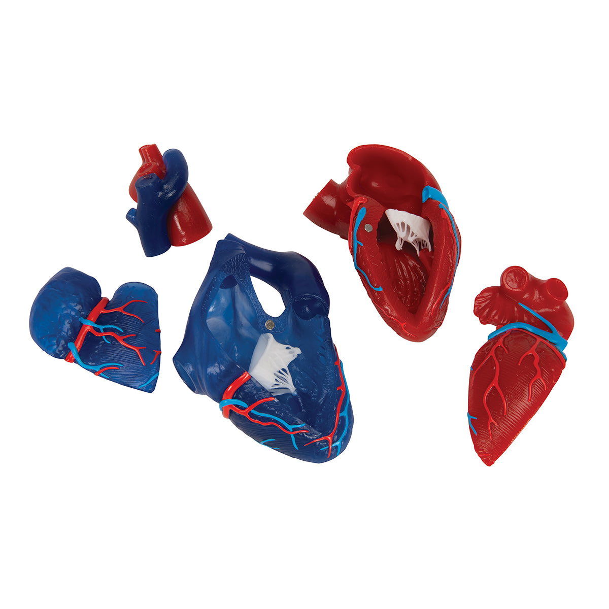 Life-Size Human Heart Model, 5 parts