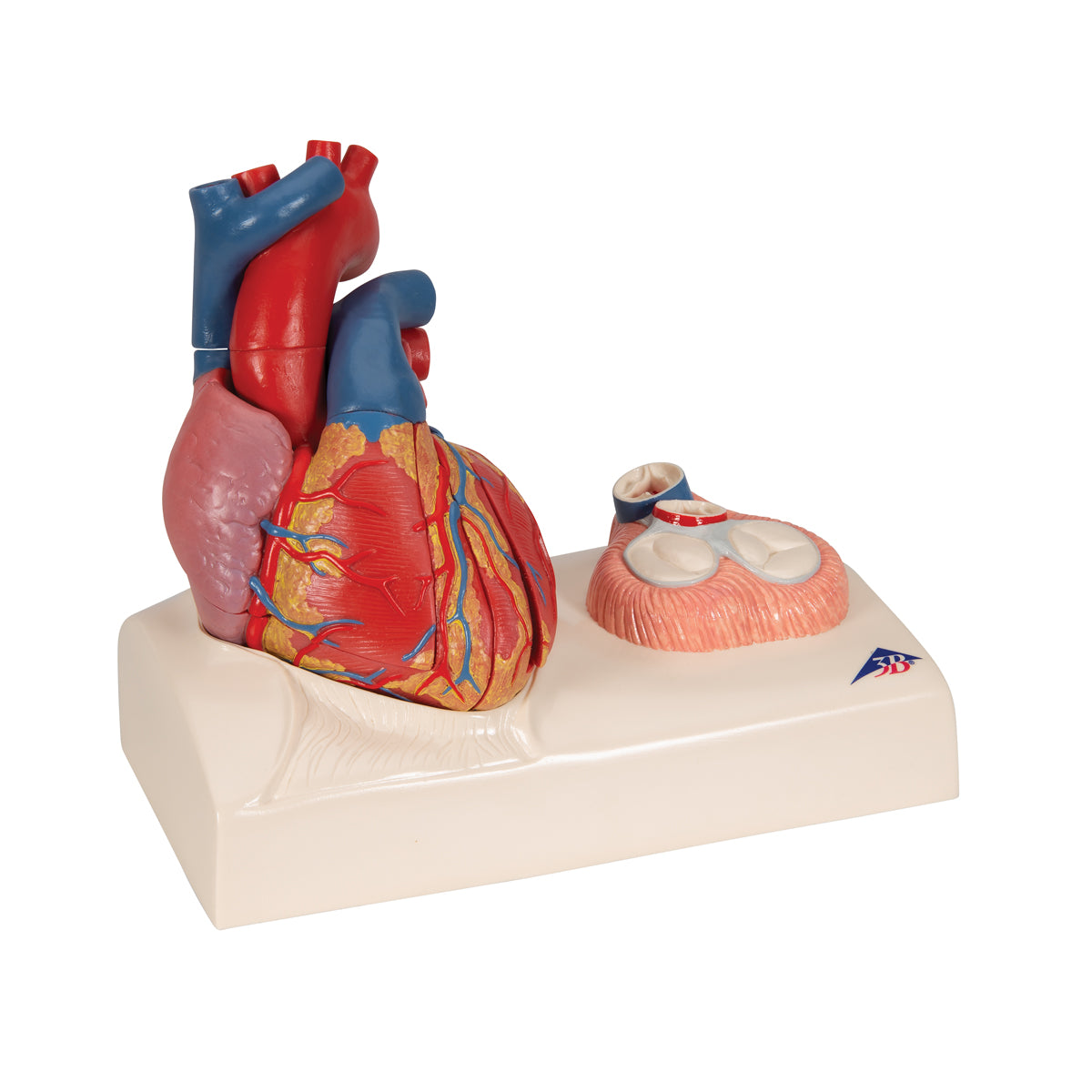 Life-Size Human Heart Model, 5 parts with Representation of Systole