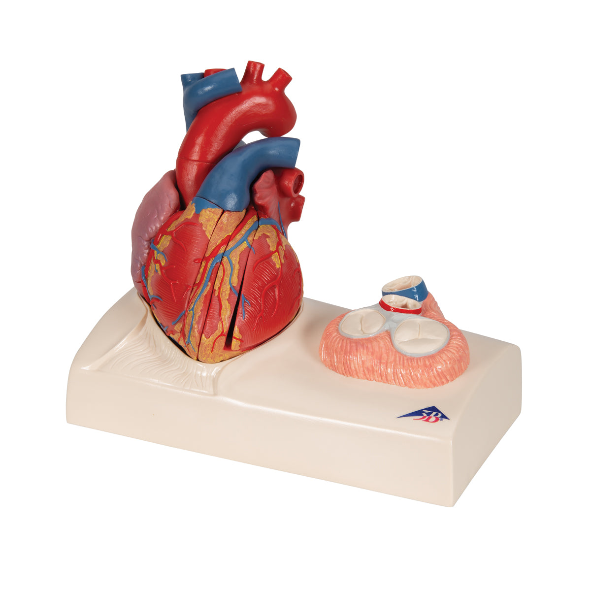 Life-Size Human Heart Model, 5 parts with Representation of Systole