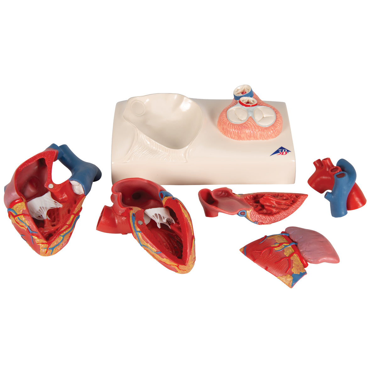 Life-Size Human Heart Model, 5 parts with Representation of Systole