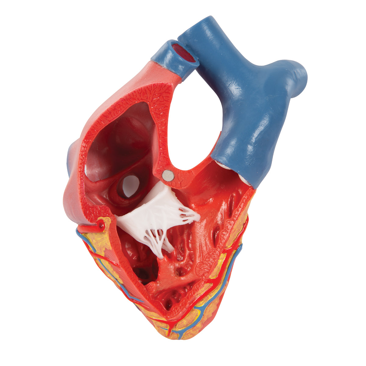 Life-Size Human Heart Model, 5 parts with Representation of Systole