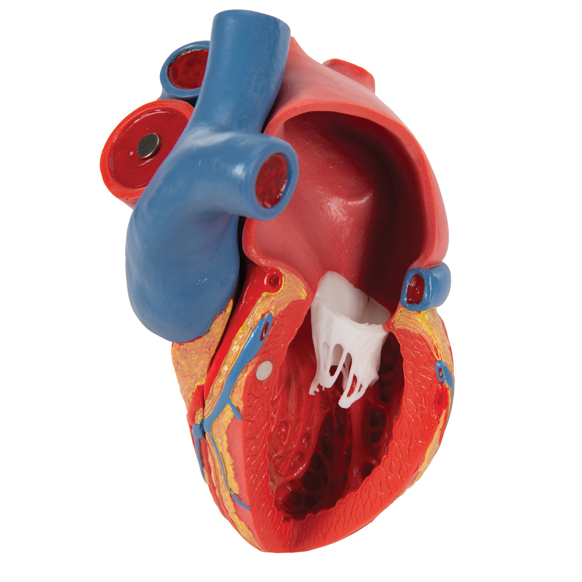 Life-Size Human Heart Model, 5 parts with Representation of Systole