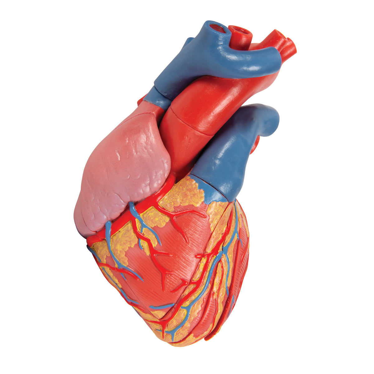 Life-Size Human Heart Model, 5 parts with Representation of Systole
