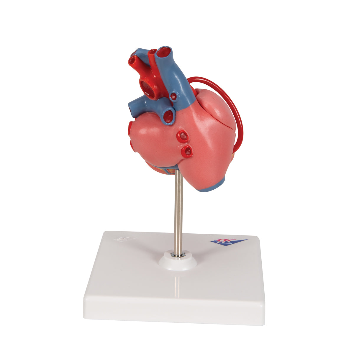 Classic Human Heart Model with Bypass, 2 part