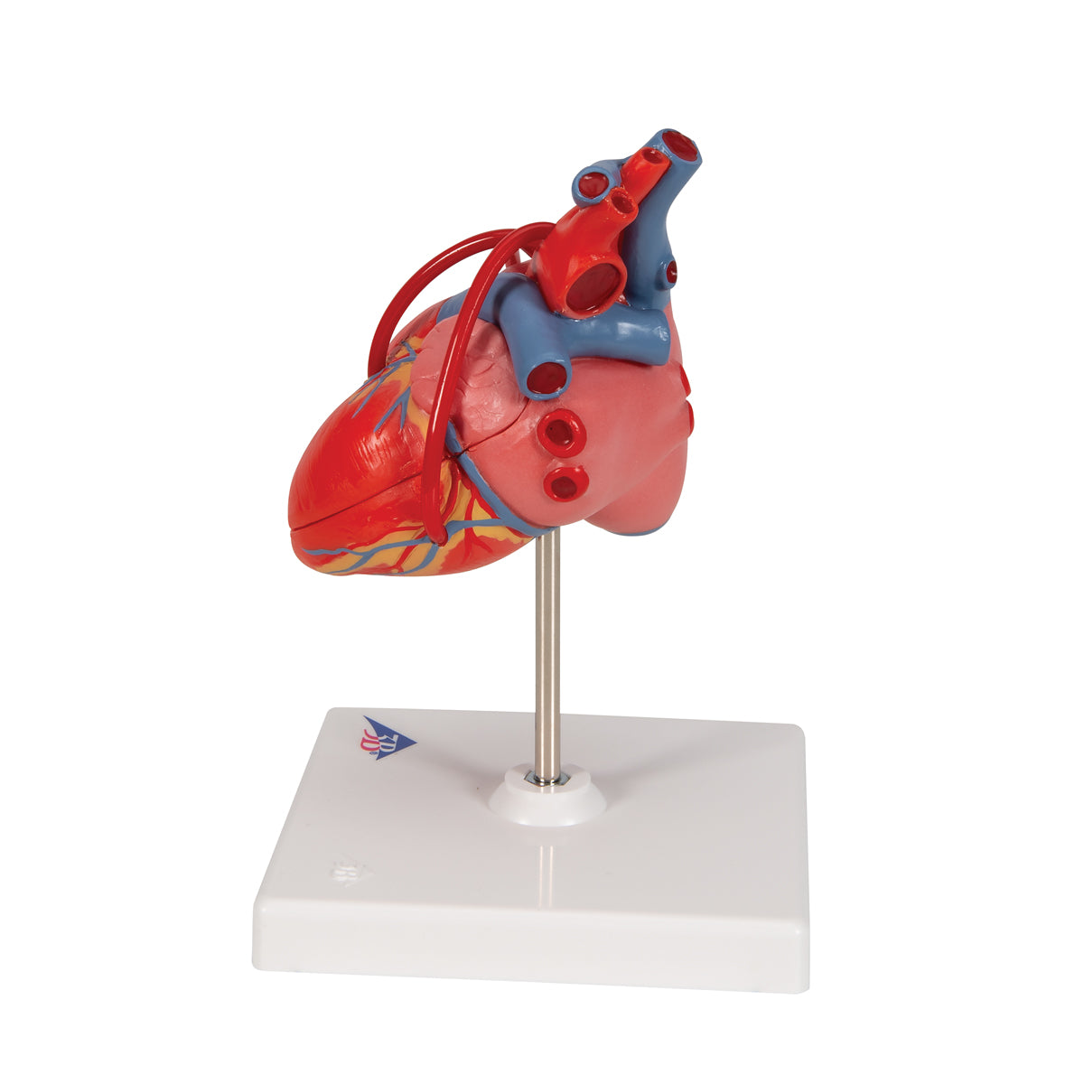 Classic Human Heart Model with Bypass, 2 part