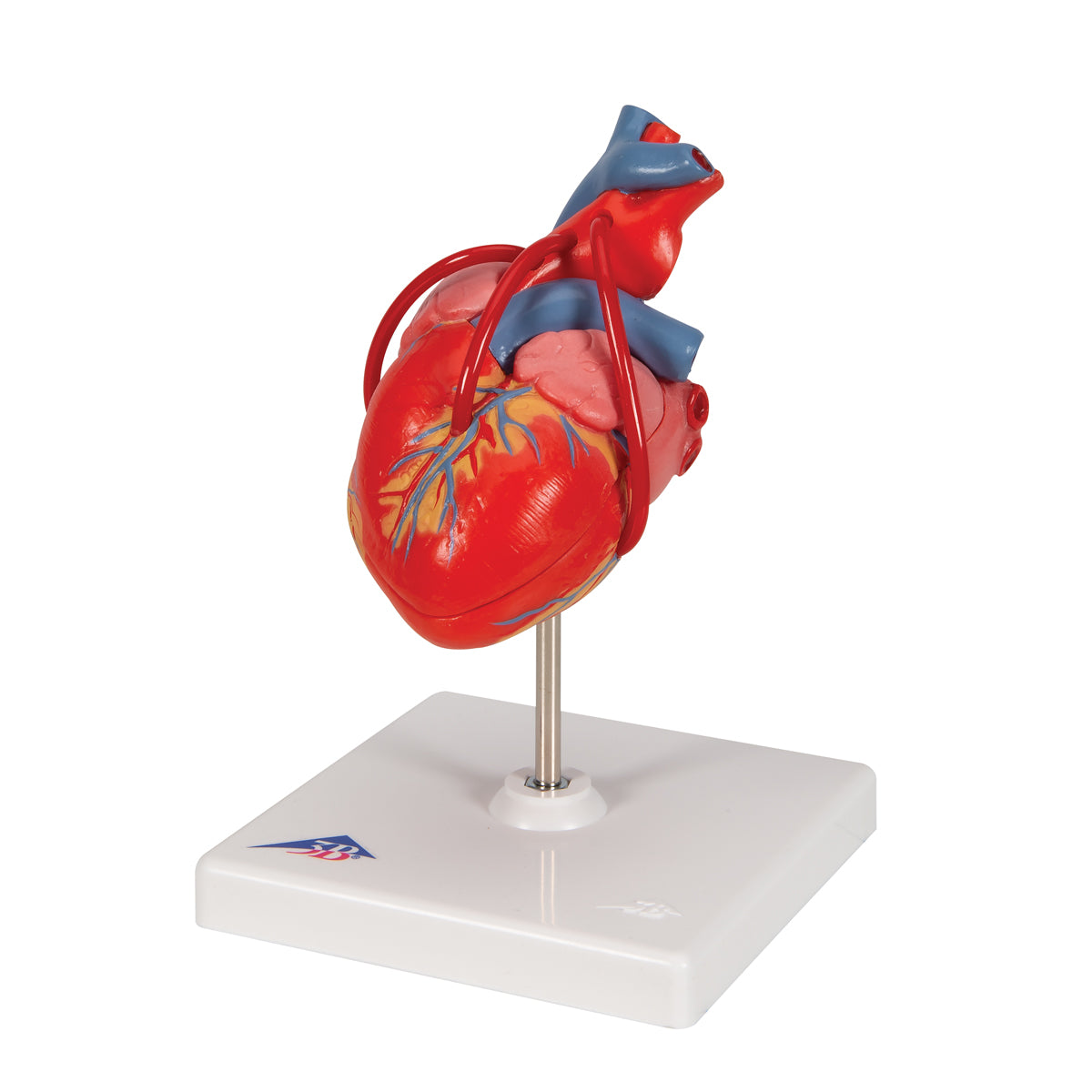 Classic Human Heart Model with Bypass, 2 part