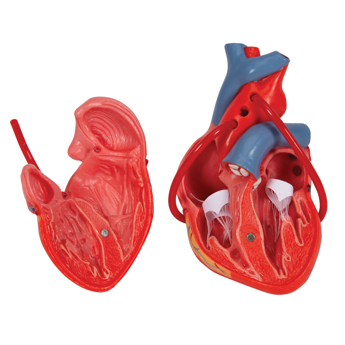 Classic Human Heart Model with Bypass, 2 part