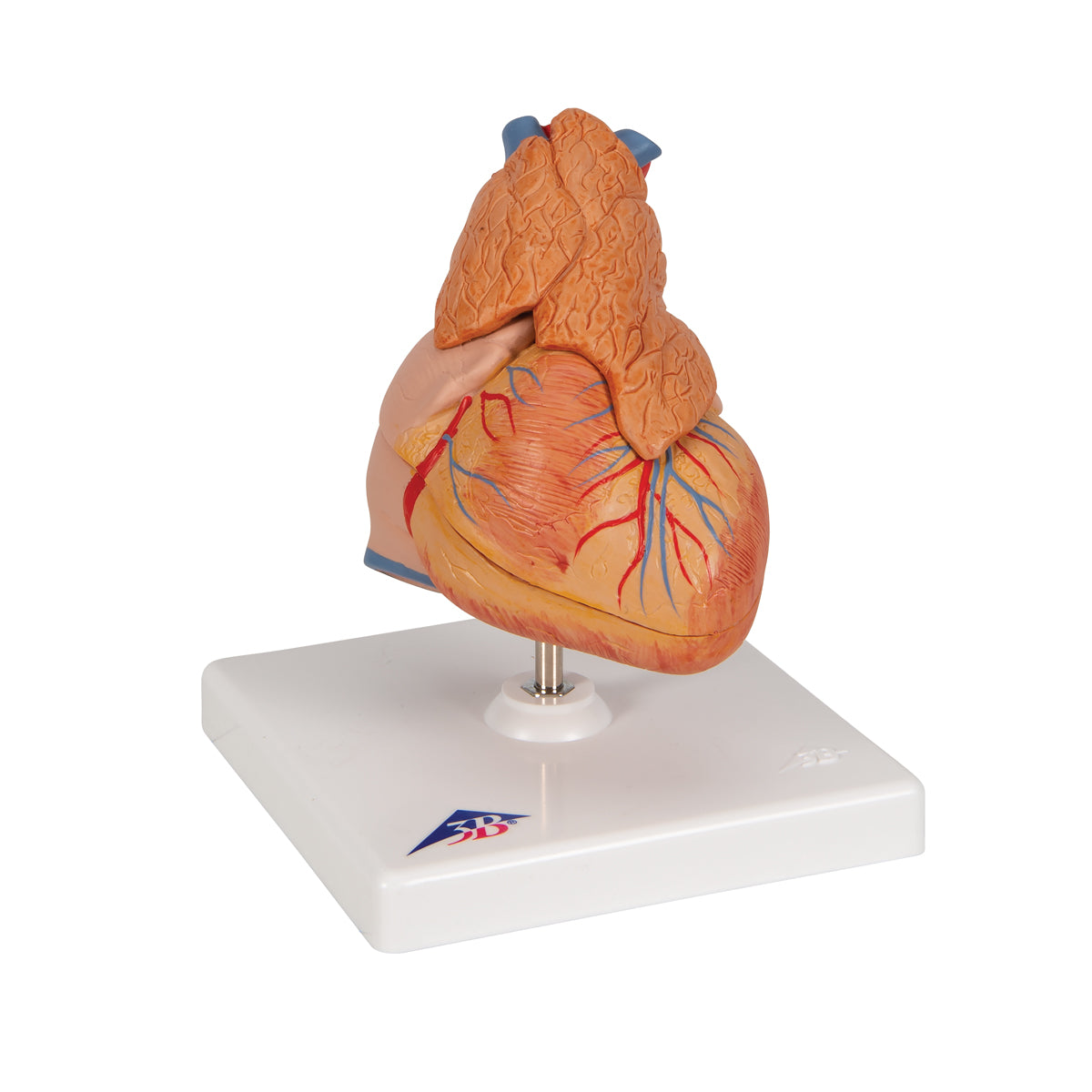 Classic Human Heart Model with Thymus, 3 part