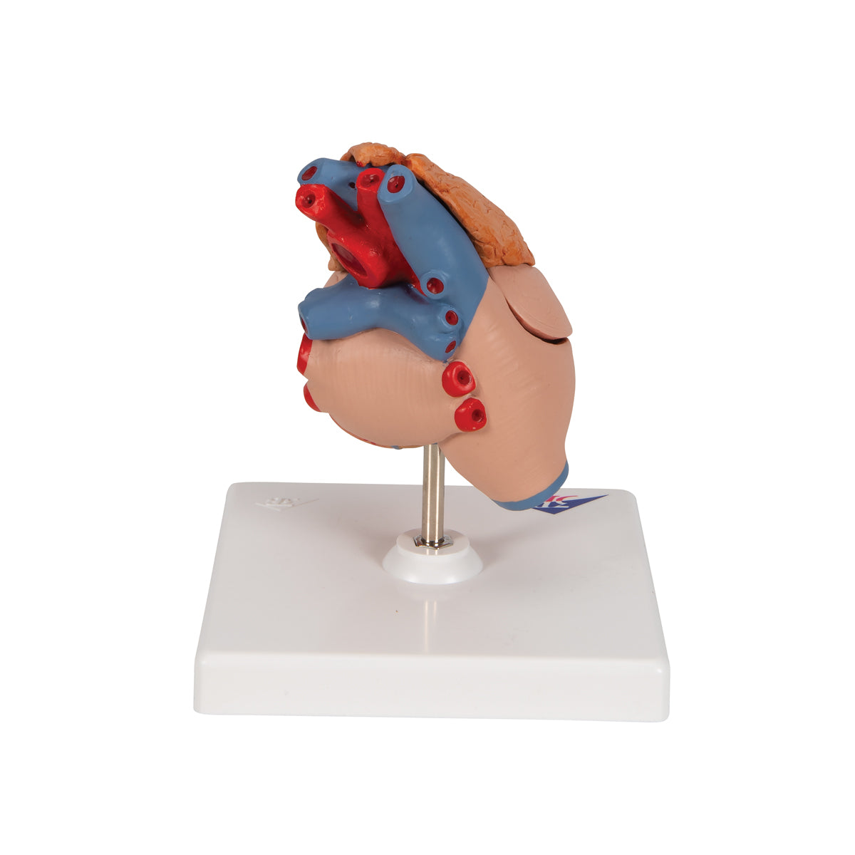 Classic Human Heart Model with Thymus, 3 part