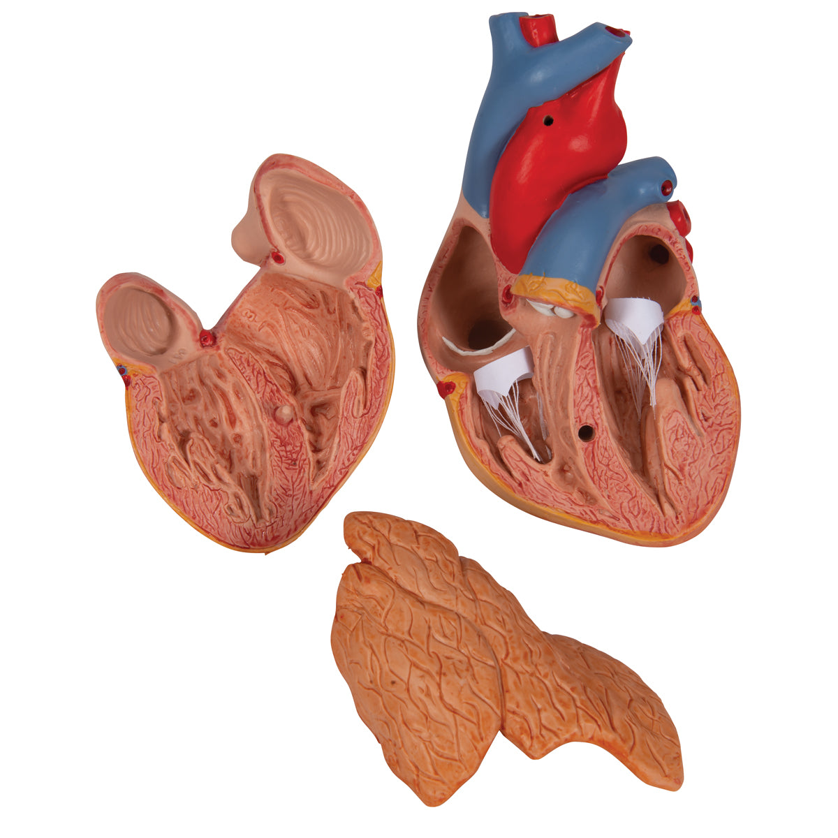 Classic Human Heart Model with Thymus, 3 part