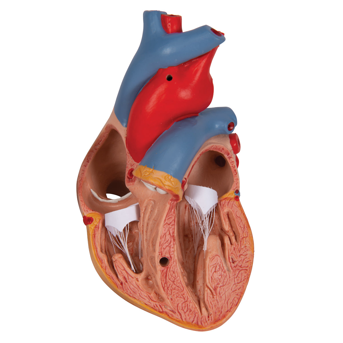 Classic Human Heart Model with Thymus, 3 part