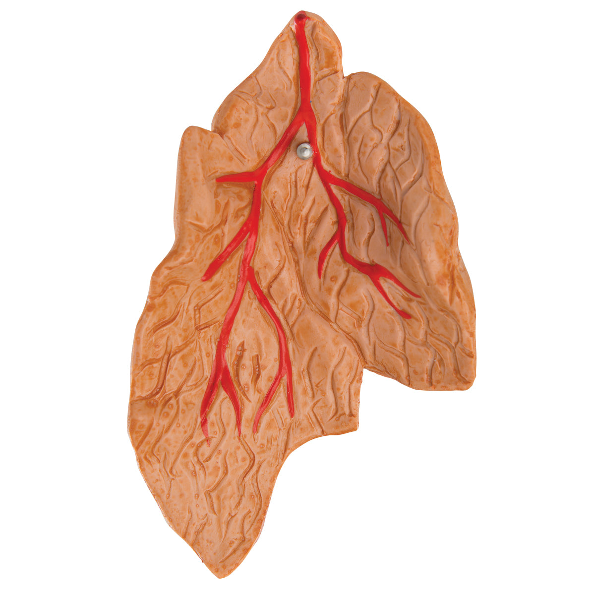 Classic Human Heart Model with Thymus, 3 part