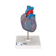 Classic Human Heart Model with Conducting System, 2 part