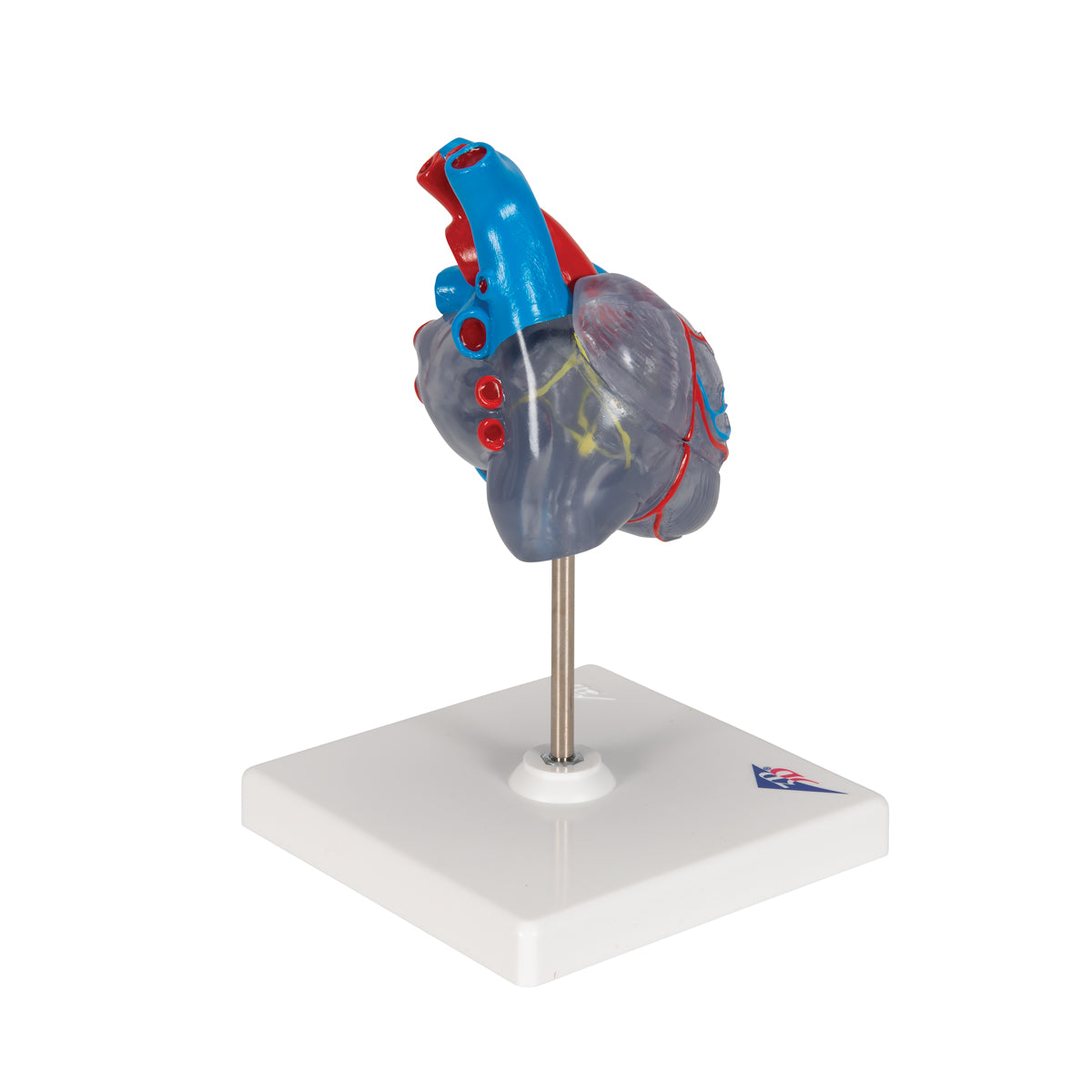 Classic Human Heart Model with Conducting System, 2 part